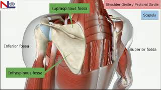 Pectoral girdle in Hindi  Shoulder girdle  Skeletal System  Nursing Lecture [upl. by Nedrob]