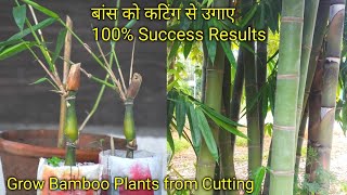 How to grow Bamboo plants from cutting  बांस को कटिंग से लगाना  100 Success Results [upl. by Oirevlis]