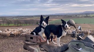 When SHEEPDOGS became KINGS of the STEPPE [upl. by Isherwood196]