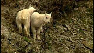 Baby Mountain Goats Playing in Glacier National Park Kids DVD [upl. by Ellenuahs]