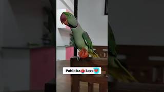 Pablo Parrot🍅Love 😂 shorts parrot love [upl. by Jeffry]