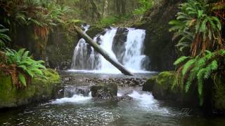 The Forest Waterfall HD  The Calming Sound of Water [upl. by Nnayelhsa]