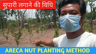 ARECA NUT PLANTING METHOD  सुपारी लगाने की विधि [upl. by Adnorrehs]