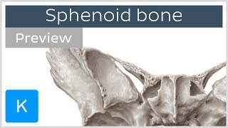 Sphenoid bone Isolated views Landmarks Functions preview  Human Anatomy  Kenhub [upl. by Angeli]