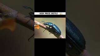 High Price OF Stag Beetle 😰 TheFact [upl. by Eniksre]