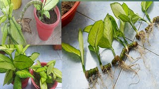 Dieffenbachia plants propagate from cuttinghow to propagate dieffenbachia plant [upl. by Dewar]