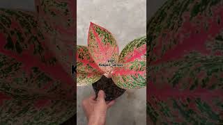 Aglaonema FR  081288349069  Plant Plantlover Aglaonema Aglaonemalovers [upl. by Kayle]