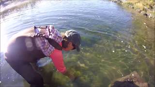 Hydrilla in the Bruneau River [upl. by Nicko254]