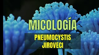 PNEUMOCYSTIS JIROVECI  CARINII  Tema 13  Micología Microbacter [upl. by Essej]