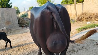 high milking nili ravi buffalo for sale in Punjab Pakistan on YouTube2682024 [upl. by Dimah]