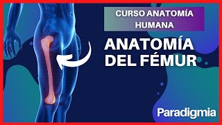 Anatomía del Fémur  Explicación Sencilla y con Modelo en 3D 🤯 [upl. by Zashin329]