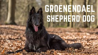 Groenendael Shepherd dogs The Groenendael Belgian Shepherd History Appearance and health [upl. by Lekram832]