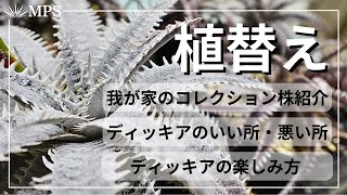 【ディッキア】植替え。コレクション株の紹介と土の作り方やいい所悪い所上手な楽しみ方など。 [upl. by Hajile505]