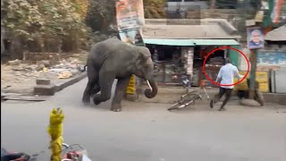 Wild Elephant attack video  Elephant attack  Elephant video  Wild elephant [upl. by Aiki]