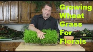 Growing Wheat Grass For Floral Arrangements [upl. by Aeneus]