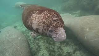 Manatees  Crystal River  Three Sisters Springs [upl. by Lusa]