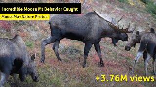 Moose Pit Behavior Caught On Camera [upl. by Lletnahs]