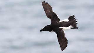 Razorbill Romance Allopreening amp Pair Bonding Behaviour  Alca torda [upl. by Marchall]