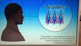 Utricle senses gravity and linear acceleration [upl. by Lavine]