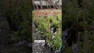 sales plantsampPots Dm on urbangreenshub25 Available in Dehradun houseplantcommunity houseplant [upl. by Akenahs175]