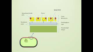 Bacterial Cell Wall Structure Gram Positive vs Gram Negative [upl. by Meares]