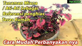 Review tanaman mianaatiati [upl. by Notffilc846]