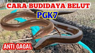 CARA BUDIDAYA BELUT PGK7MUDAH ANTI GAGALTERNAK BELUT MEDIA SAWAH [upl. by Dare]