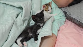 Two Kittens Want To Protect Their Daddy Every Night [upl. by Eisus]