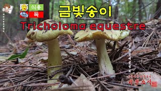 10월에 발생하는 송이 사촌들1 금빛송이Tricholoma equestre [upl. by Ainigriv]