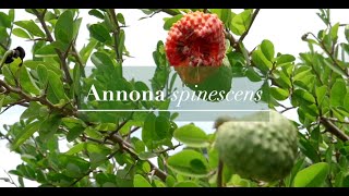 Araticum vermelho  Annona spinescens [upl. by Suivatna]