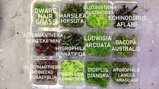 How to prepare aquarium tissue culture plants [upl. by Lanford665]