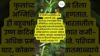 कळलावी  Gloriosa superba  औषधी वनस्पती  Medicinal plant [upl. by Henriette422]