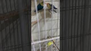 love birds talking birds birdslover shortvideo [upl. by Matheny]