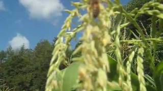 Bees Pollinating Corn [upl. by Selestina]