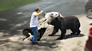 10 Dog Breeds That Can Defend You From A Bear [upl. by Acinhoj]