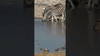 Antelopes at the waterhole shorts nature [upl. by Aniad]