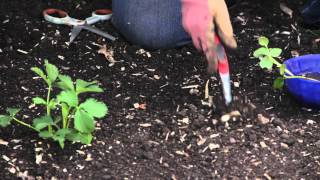 How to Plant Strawberry Rhizomes  Grow Guru [upl. by Attej]