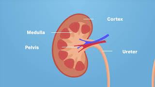 The Structure of the Kidney and Nephron  Kidney WJEC GCSE Biology  ENGLISH [upl. by Lokcin273]