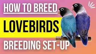 How to Setup a Lovebird Breeding Cage [upl. by Hardner]