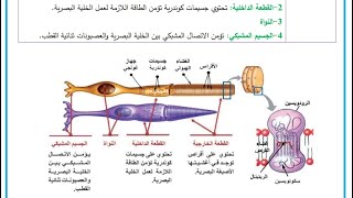 المستقبلات الضوئية 1 بنية العصي والمخاريط 4k بكالورياسوريا [upl. by Ahsennek]