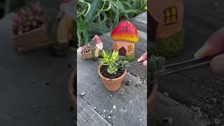 Planting Mini Succulents [upl. by Dwinnell]