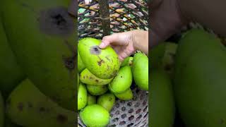 Recogiendo aguacate aguacate frutas aguacatelover cosecha fruit naturaleza [upl. by Ainet]