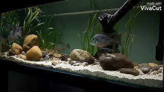 update plant geophagus sveni tank [upl. by Eira]