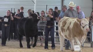 Beef Shows at Scotts Bluff County Fair 2024 [upl. by Nikaniki449]