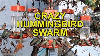 Hundreds of HUMMINGBIRDS Feeding on Feeders [upl. by Pappas]