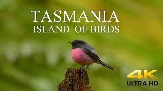 AUSTRALIA DOCUMENTARY 4K  TASMANIA Birds and Wildlife  Tasmania Island of Birds DiscoverTasmania [upl. by Ruby319]