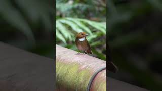 Rufousbrowed Flycatcher Call  Bird Sounds in the Forest birdsounds [upl. by Tegdirb]