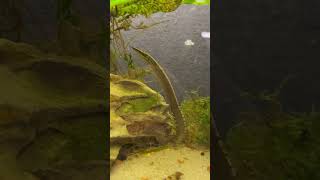 Tire Track Eel Is The Coolest Eel Around [upl. by Auria754]