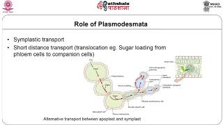 M29 Plasmodesmata [upl. by Llenahc]