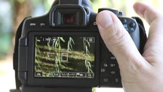 Canon EOS750D LiveView fókusz STM objektívvel focusing speed in LiveView with STM lens [upl. by Seko]